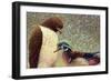 An Odd Couple-James W Johnson-Framed Giclee Print