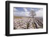 An Old and Twisted Tree in a Limestone Pavement Near to Malham in the Yorkshire Dales-Julian Elliott-Framed Photographic Print