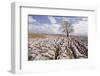 An Old and Twisted Tree in a Limestone Pavement Near to Malham in the Yorkshire Dales-Julian Elliott-Framed Photographic Print