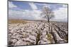 An Old and Twisted Tree in a Limestone Pavement Near to Malham in the Yorkshire Dales-Julian Elliott-Mounted Photographic Print