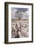 An Old and Twisted Tree in a Limestone Pavement Near to Malham in the Yorkshire Dales-Julian Elliott-Framed Photographic Print