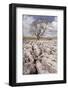 An Old and Twisted Tree in a Limestone Pavement Near to Malham in the Yorkshire Dales-Julian Elliott-Framed Photographic Print