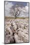 An Old and Twisted Tree in a Limestone Pavement Near to Malham in the Yorkshire Dales-Julian Elliott-Mounted Photographic Print