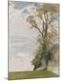 An Old Elm, Blewbury, Berkshire, 1946 (Oil on Board)-William Nicholson-Mounted Giclee Print