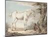 An Old Grey Horse Tethered to a Tree, a Boy Resting Nearby-Paul Sandby-Mounted Giclee Print