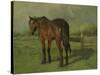 An Old Horse Standing in a Pasture with a Fence-Anton Mauve-Stretched Canvas