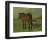 An Old Horse Standing in a Pasture with a Fence-Anton Mauve-Framed Art Print