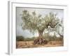 An Old Olive Tree-Roland Andrijauskas-Framed Photographic Print