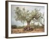 An Old Olive Tree-Roland Andrijauskas-Framed Photographic Print