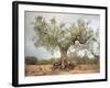 An Old Olive Tree-Roland Andrijauskas-Framed Photographic Print