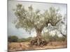 An Old Olive Tree-Roland Andrijauskas-Mounted Photographic Print