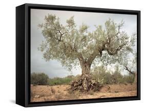 An Old Olive Tree-Roland Andrijauskas-Framed Stretched Canvas