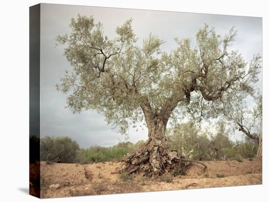 An Old Olive Tree-Roland Andrijauskas-Stretched Canvas