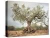 An Old Olive Tree-Roland Andrijauskas-Stretched Canvas