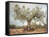 An Old Olive Tree-Roland Andrijauskas-Framed Stretched Canvas