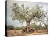 An Old Olive Tree-Roland Andrijauskas-Stretched Canvas