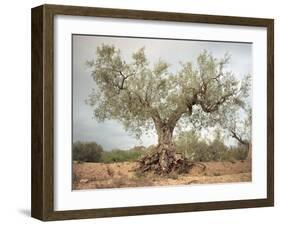 An Old Olive Tree-Roland Andrijauskas-Framed Photographic Print