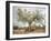 An Old Olive Tree-Roland Andrijauskas-Framed Photographic Print