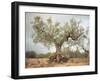 An Old Olive Tree-Roland Andrijauskas-Framed Photographic Print