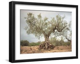 An Old Olive Tree-Roland Andrijauskas-Framed Photographic Print