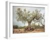 An Old Olive Tree-Roland Andrijauskas-Framed Photographic Print