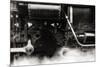 An Old Steam Train-Clive Nolan-Mounted Photographic Print