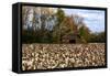 An Old Wooden Barn in a Cotton Field in South Georgia, USA-Joanne Wells-Framed Stretched Canvas