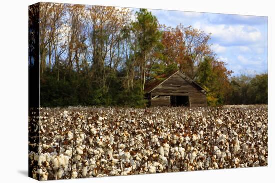 An Old Wooden Barn in a Cotton Field in South Georgia, USA-Joanne Wells-Stretched Canvas