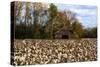 An Old Wooden Barn in a Cotton Field in South Georgia, USA-Joanne Wells-Stretched Canvas