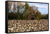 An Old Wooden Barn in a Cotton Field in South Georgia, USA-Joanne Wells-Framed Stretched Canvas