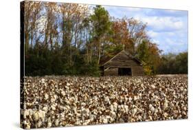 An Old Wooden Barn in a Cotton Field in South Georgia, USA-Joanne Wells-Stretched Canvas