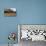 An Old Wooden Barn in a Cotton Field in South Georgia, USA-Joanne Wells-Photographic Print displayed on a wall