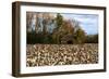 An Old Wooden Barn in a Cotton Field in South Georgia, USA-Joanne Wells-Framed Photographic Print