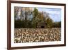 An Old Wooden Barn in a Cotton Field in South Georgia, USA-Joanne Wells-Framed Photographic Print