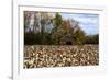 An Old Wooden Barn in a Cotton Field in South Georgia, USA-Joanne Wells-Framed Photographic Print