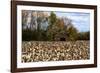 An Old Wooden Barn in a Cotton Field in South Georgia, USA-Joanne Wells-Framed Photographic Print