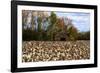 An Old Wooden Barn in a Cotton Field in South Georgia, USA-Joanne Wells-Framed Photographic Print