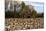 An Old Wooden Barn in a Cotton Field in South Georgia, USA-Joanne Wells-Mounted Photographic Print