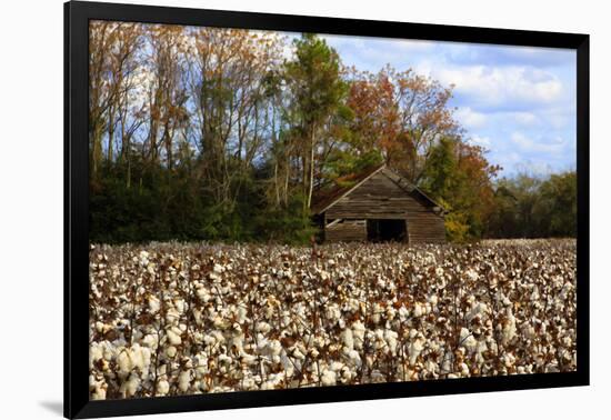 An Old Wooden Barn in a Cotton Field in South Georgia, USA-Joanne Wells-Framed Photographic Print