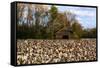 An Old Wooden Barn in a Cotton Field in South Georgia, USA-Joanne Wells-Framed Stretched Canvas