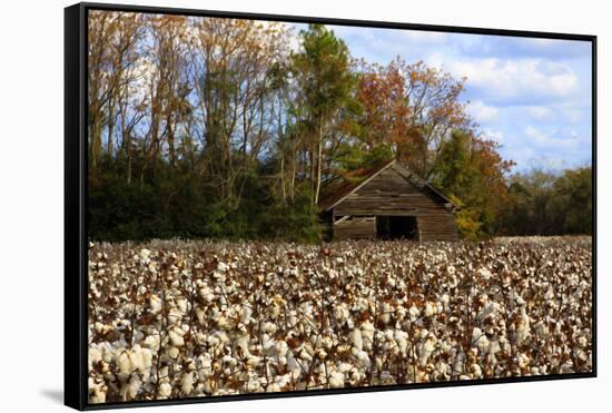 An Old Wooden Barn in a Cotton Field in South Georgia, USA-Joanne Wells-Framed Stretched Canvas