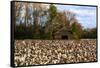 An Old Wooden Barn in a Cotton Field in South Georgia, USA-Joanne Wells-Framed Stretched Canvas