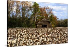 An Old Wooden Barn in a Cotton Field in South Georgia, USA-Joanne Wells-Stretched Canvas