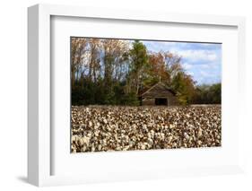 An Old Wooden Barn in a Cotton Field in South Georgia, USA-Joanne Wells-Framed Photographic Print