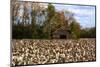 An Old Wooden Barn in a Cotton Field in South Georgia, USA-Joanne Wells-Mounted Photographic Print
