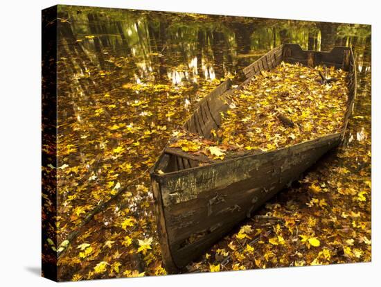 An Old Worn Rowboat Filled with Autumn Leaves in a New England Stream-Frances Gallogly-Stretched Canvas