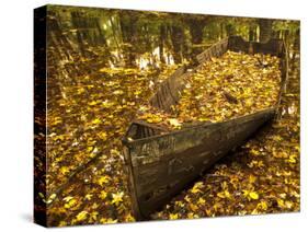 An Old Worn Rowboat Filled with Autumn Leaves in a New England Stream-Frances Gallogly-Stretched Canvas
