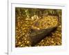 An Old Worn Rowboat Filled with Autumn Leaves in a New England Stream-Frances Gallogly-Framed Photographic Print