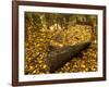 An Old Worn Rowboat Filled with Autumn Leaves in a New England Stream-Frances Gallogly-Framed Photographic Print