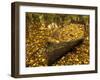 An Old Worn Rowboat Filled with Autumn Leaves in a New England Stream-Frances Gallogly-Framed Photographic Print